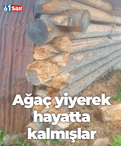 Ağaç yiyerek hayatta kalmışlar