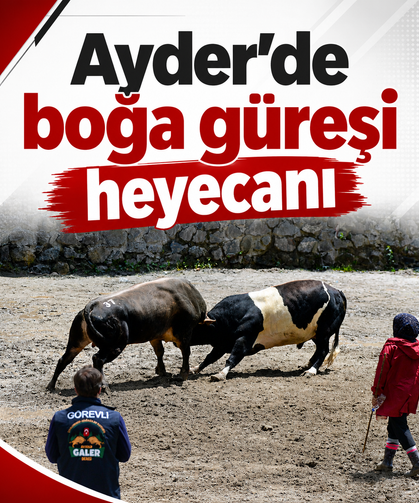 Ayder'de boğa güreşi heyecanı