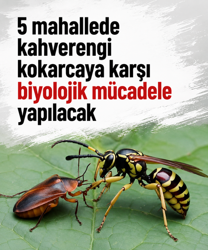 5 mahallede kahverengi kokarcaya karşı biyolojik mücadele yapılacak