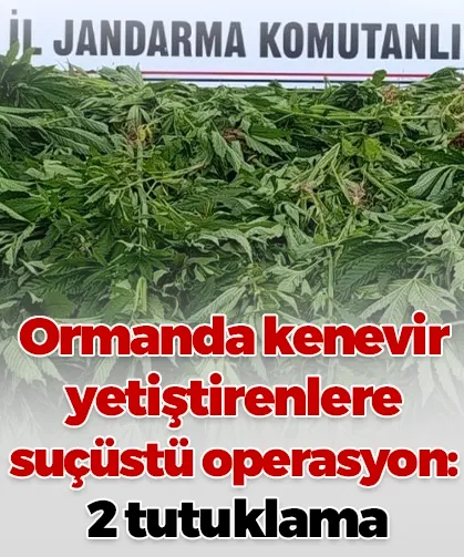 Ormanda kenevir yetiştirenlere suçüstü operasyon: 2 tutuklama