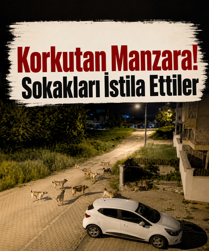 Bolu’da korkutan görüntü! Sokakları istila ettiler