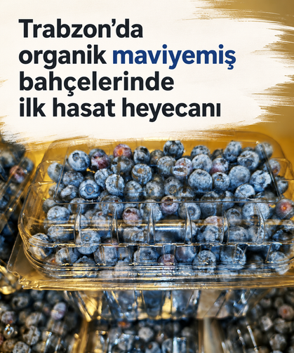 Trabzon'da organik maviyemiş bahçelerinde ilk hasat heyecanı