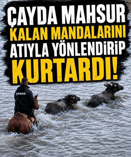 Çayda mahsur kalan mandalarını atıyla yönlendirip kurtardı