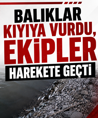 Balıklar kıyıya vurdu, ekipler harekete geçti