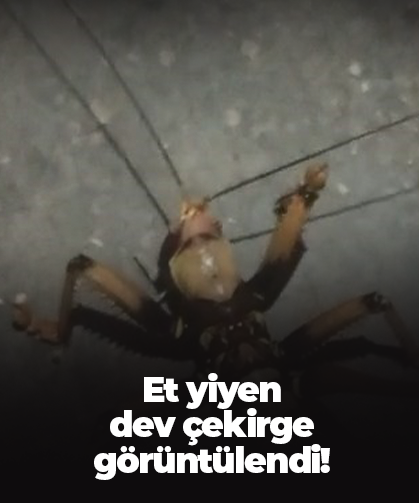 Et yiyen dev çekirge görüntülendi!