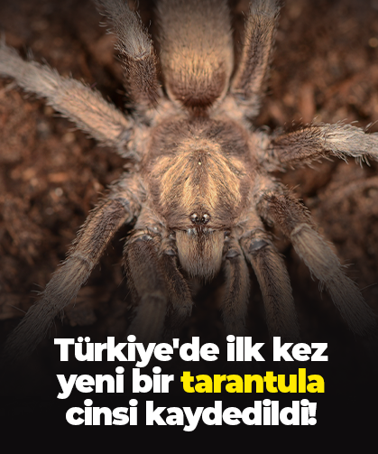 Türkiye'de ilk kez yeni bir tarantula cinsi kaydedildi