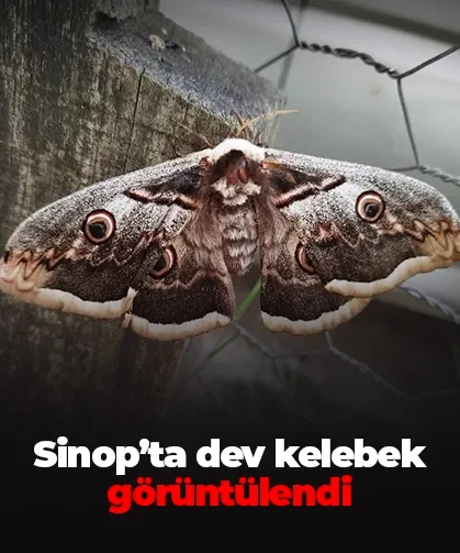 Sinop’ta dev kelebek görüntülendi