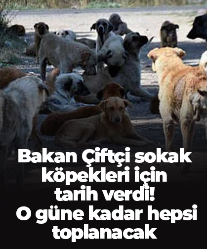 Bakan Çiftçi sokak köpekleri için  tarih verdi!  O güne kadar hepsi toplanacak