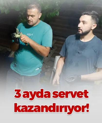 Bursa'da enginar mesaisi: 3 aylık sezonda önemli gelir kapısı oldu