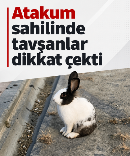 Atakum sahilinde tavşanlar dikkat çekti