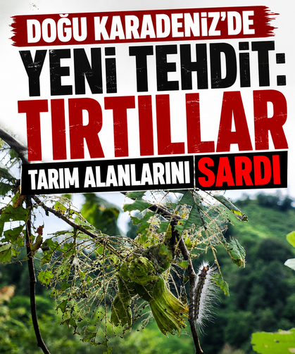 Doğu Karadeniz’de yeni tehdit: Tırtıllar tarım alanlarını sardı