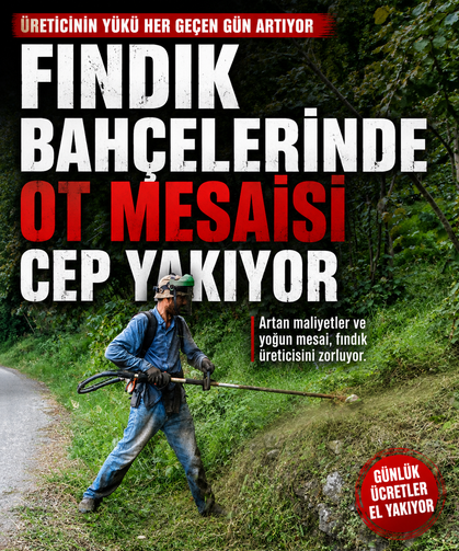 Fındık bahçelerinde ot mesaisi cep yakıyor