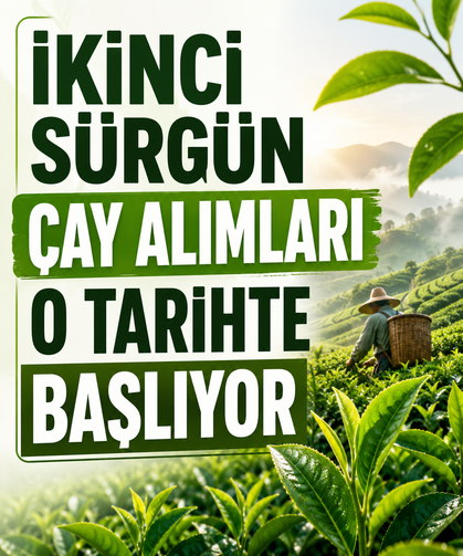 İkinci sürgün çay alımları o tarihte başlıyor