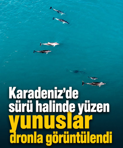 Karadeniz'de sürü halinde yüzen yunuslar dronla görüntülendi