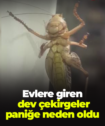 Evlere giren  dev çekirgeler paniğe neden oldu
