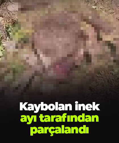Kaybolan inek ayı tarafından parçalandı