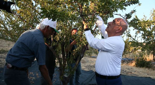 İZMİR - Tarım ve Orman Bakanı Kirişci, badem hasadına katıldı