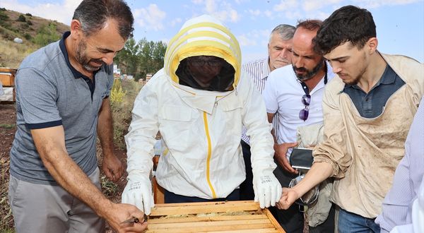SİVAS - Bal hasadının başladığı Sivas'ta 7 bin ton rekolte bekleniyor