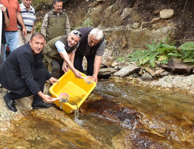 Trabzon'da 5 bin kırmızı benekli doğal alabalık yavrusu bırakıldı!