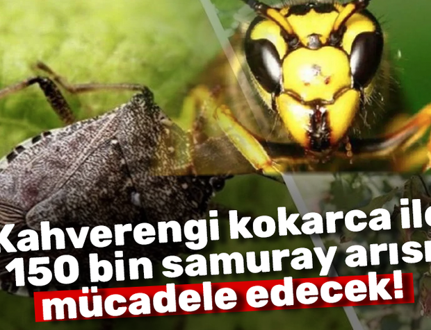 Kahverengi kokarca ile 150 bin samuray arısı mücadele edecek!