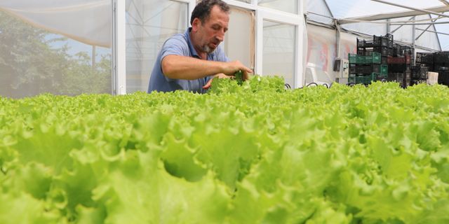 Trabzon'da mühendis kuzenler kurdukları serada topraksız tarımla marul üretiyor