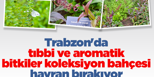 Trabzon'da tıbbi ve aromatik bitkiler koleksiyon bahçesi hayran bırakıyor