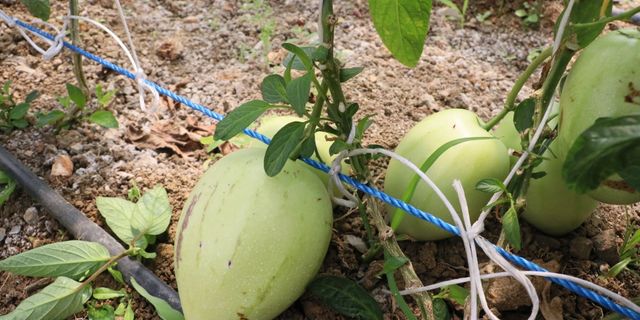 Hükümlüler tropikal meyve ve tıbbi aromatik bitki yetiştiriyor
