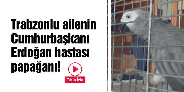 Trabzonlu ailenin Cumhurbaşkanı Erdoğan hastası papağanı!