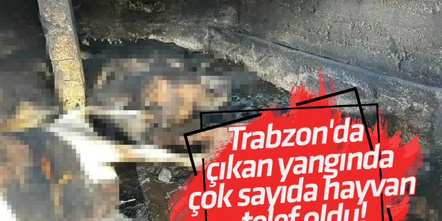 Trabzon'da çıkan yangında çok sayıda hayvan telef oldu!