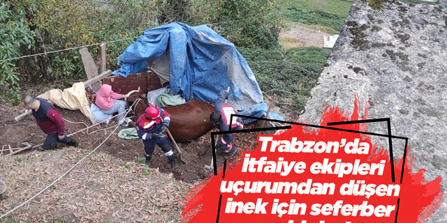 Trabzon’da İtfaiye ekipleri uçurumdan düşen inek için seferber oldular!