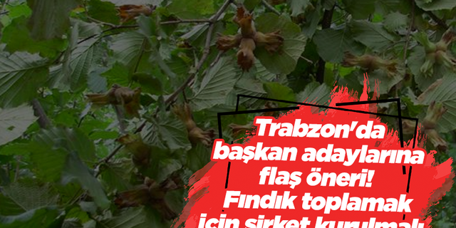 Trabzon'da başkan adaylarına flaş öneri! Fındık toplamak için şirket kurulmalı...
