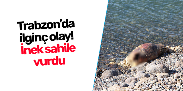 Trabzon’da  ilginç olay!  İnek sahile  vurdu