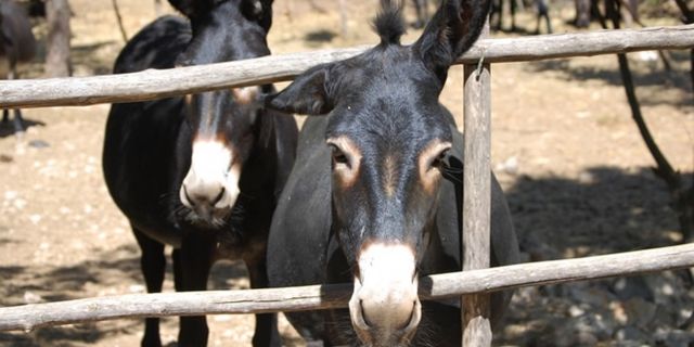 At ve Eşek eti skandalı: İşletmelere ağır cezalar