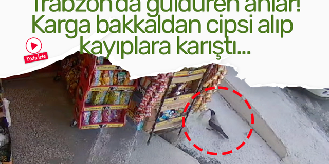 Trabzon'da güldüren anlar! Karga bakkaldan cipsi alıp kayıplara karıştı...