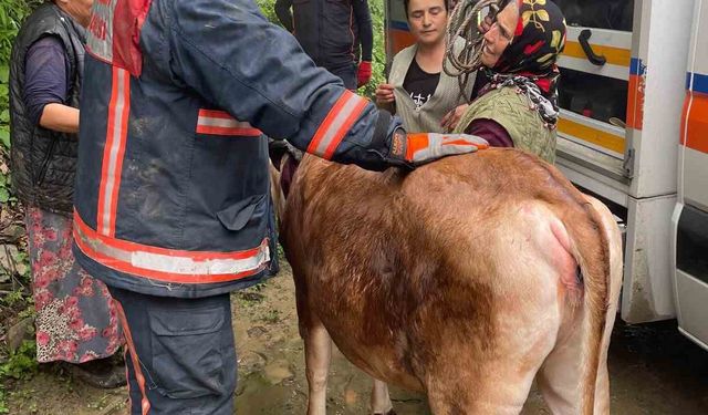 Trabzon’da inek kurtarma operasyonu