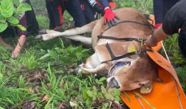 Trabzon'da uçuruma yuvarlanan inek için harekete geçtiler
