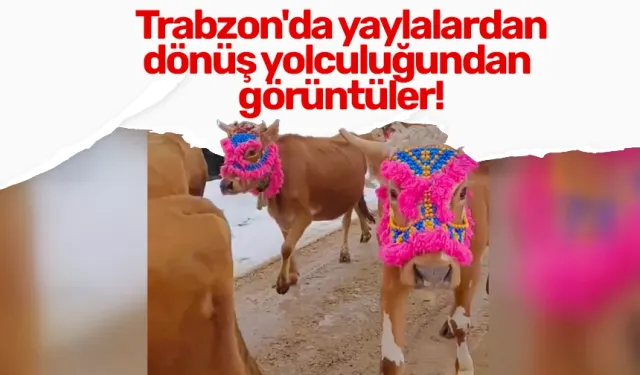 Trabzon'da yaylalardan dönüş yolculuğundan görüntüler!