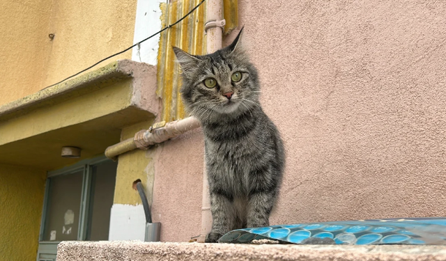 Sivas'ta kedi yüzünden baba ve oğluna  ateş açtı!