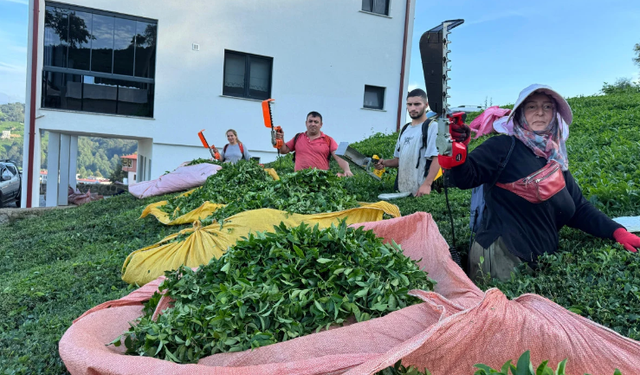 Rize'de çaya 4. sürgün geldi, üretici memnun