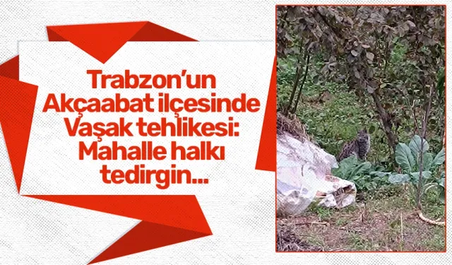 Trabzon’un Akçaabat ilçesinde Vaşak tehlikesi: Mahalle halkı tedirgin