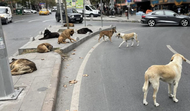 Başıboş sokak köpekleri 'beyaz kanser' tehlikesine yol açıyor