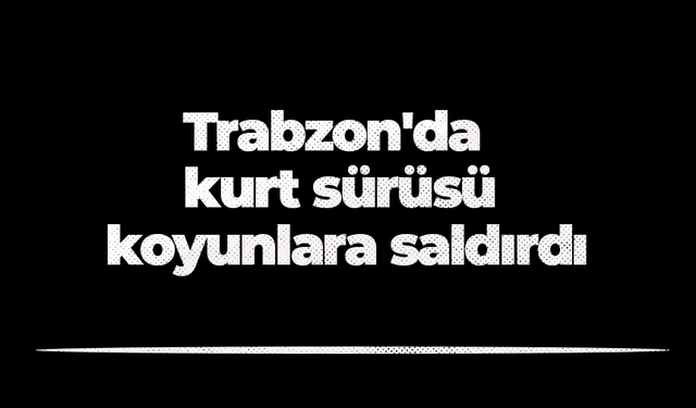 Trabzon'da kurt sürüsü koyunlara saldırdı