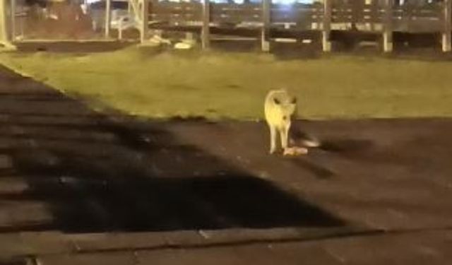 Artvin şehir merkezindeki çocuk parkında tilki sürprizi