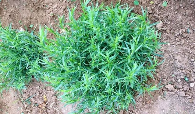 Bayburt tarhununa tescilli coğrafi işaret belgesi verildi