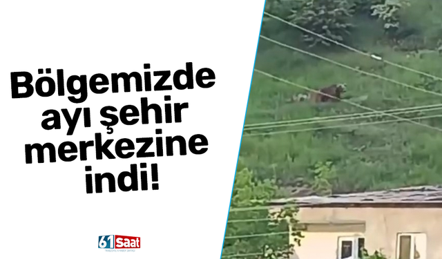 Bölgemizde ayı şehir merkezine indi!
