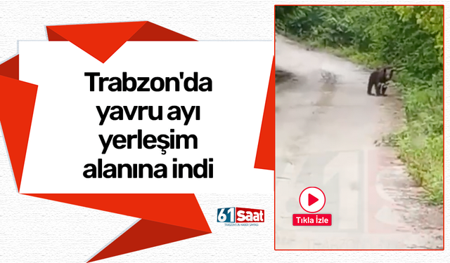 Trabzon'da yavru ayı yerleşim alanına indi