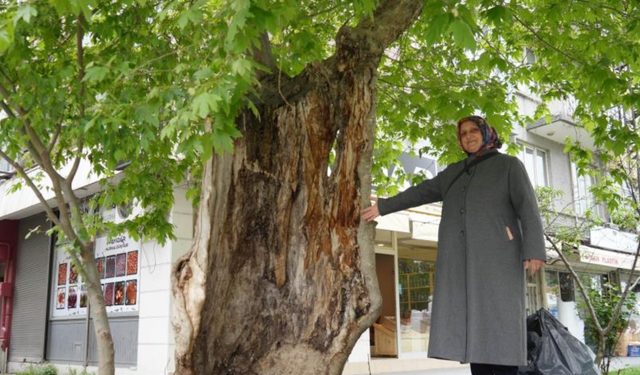 Dış kabuğunun üstünde duran asırlık çınar ağacı görenleri şaşkına çeviriyor!