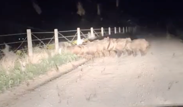 Domuz sürüsü tarlaya girdi, çiftçiye büyük zarar...
