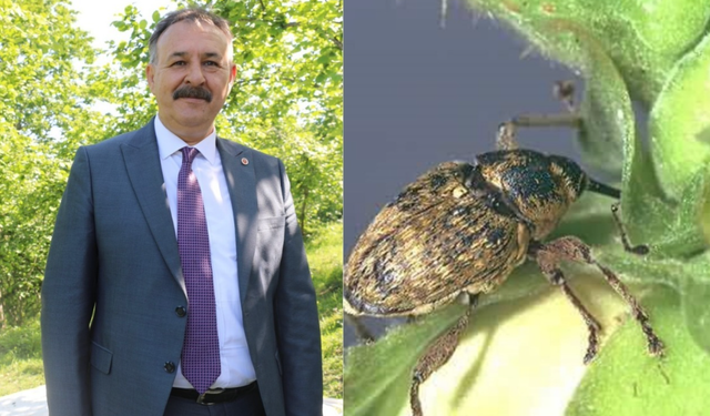 Fındık kurdu ile mücadele zamanı geldi