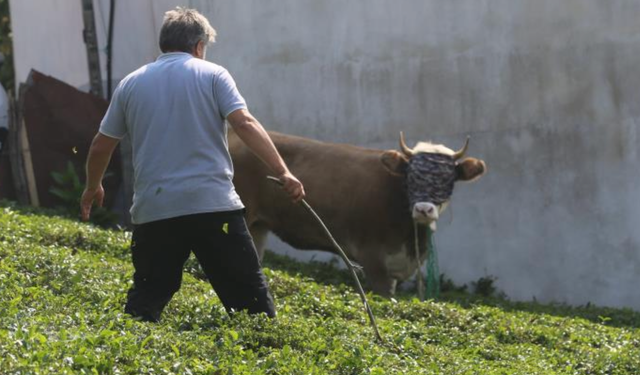 Rize'de kaçan kurbanlık  1 kilometre koşturdu
